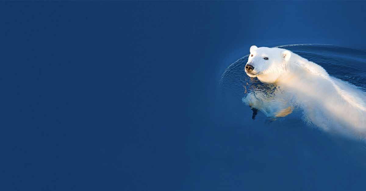 The Arctic & Baja